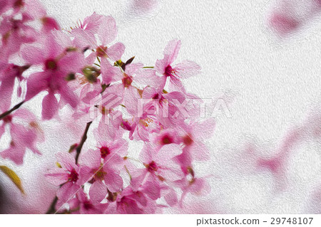 櫻花,花,早春,櫻花,花,春天,櫻桃,花,早春, 櫻花,花,早春,櫻花,花,春天,櫻桃,花,早春, 29748107