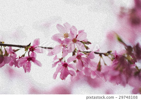 Sakura, flower, early spring, cherry blossom, flower, spring, Cherry, flower, early spring, 29748108