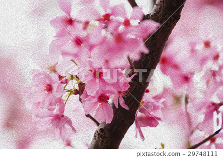 櫻花，花，早春，櫻花，花，春天，櫻桃，花，早春， 29748111
