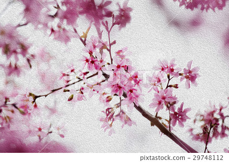 Sakura, flower, early spring, cherry blossom, flower, spring, Cherry, flower, early spring, Sakura, flower, early spring, cherry blossom, flower, spring, Cherry, flower, early spring, 29748112