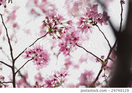 櫻花,花,早春,櫻花,花,春天,櫻桃,花,早春, 櫻花,花,早春,櫻花,花,春天,櫻桃,花,早春, 29748129