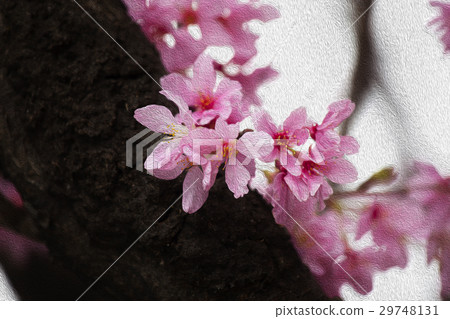 Sakura, flower, early spring, cherry blossom, flower, spring, Cherry, flower, early spring, 29748131