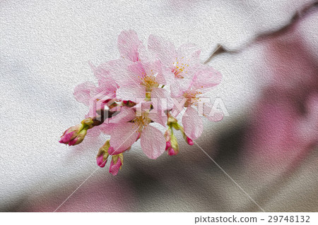 櫻花，花，早春，櫻花，花，春天，櫻桃，花，早春， 29748132