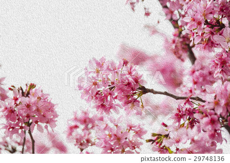 櫻花,花,早春,櫻花,花,春天,櫻桃,花,早春, 櫻花,花,早春,櫻花,花,春天,櫻桃,花,早春, 29748136
