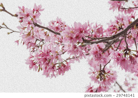 櫻花,花,早春,櫻花,花,春天,櫻桃,花,早春, 櫻花,花,早春,櫻花,花,春天,櫻桃,花,早春, 29748141