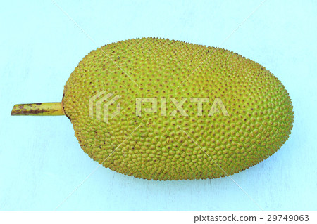 Giant Jackfruit 29749063