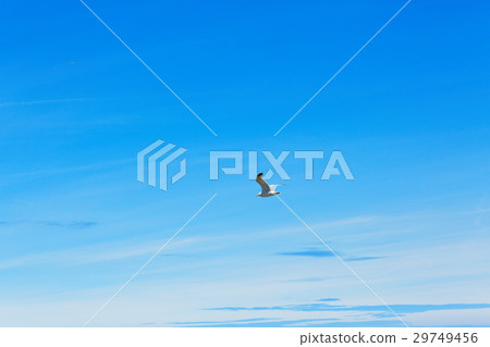 Blue sky over the port city Roscoff in the Brittany region and seagulls Blue sky over the port city Roscoff in the Brittany region and seagulls 29749456