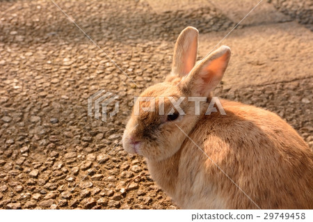 Rabbit Rabbit 29749458