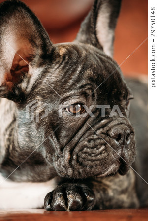 Close Up Potrait Of Young Black French Bulldog Dog 29750148