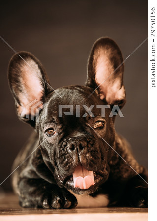 Young Black French Bulldog Dog Puppy With White Young Black French Bulldog Dog Puppy With White 29750156
