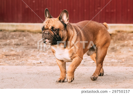 Adult Red French Bulldog Dog Walking Outdoor 29750157