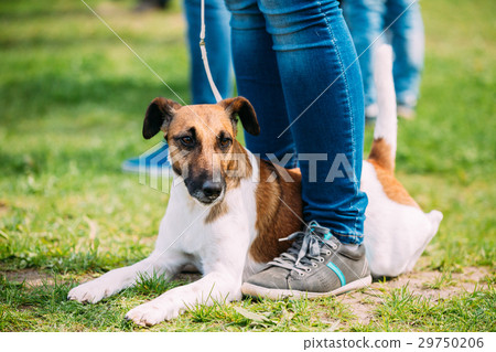 Close Up Of Smooth Fox Terrier Dog Sitting Near 29750206