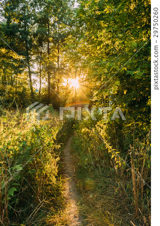 Summer Landscape With Forest Path Going Ahead To Summer Landscape With Forest Path Going Ahead To 29750260