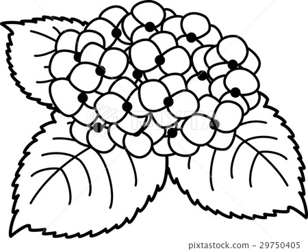 Hydrangea Black And White Line Drawing Coloring Stock Illustration 29750405 Pixta