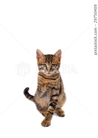 playful Bengal cat playful Bengal cat 29750409
