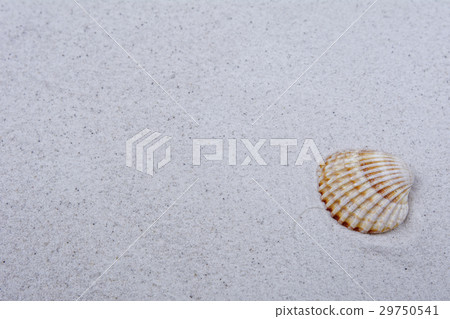 Sea shell on a grey sand 29750541