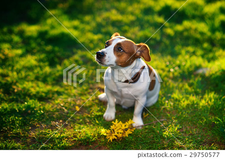 Jack Russell Terrier playing outside smiles Jack Russell Terrier playing outside smiles 29750577