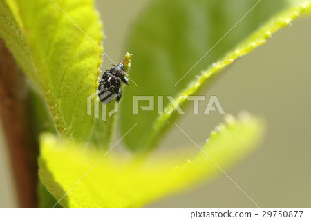 生物昆蟲馬達拉跳蚤象鼻蟲，黑色磨砂白色的身體。尺寸遠小於米粒 29750877