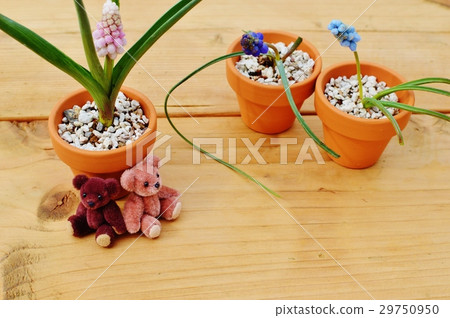盆栽植物和穆斯卡里的泰迪熊 盆栽植物和穆斯卡里的泰迪熊 29750950