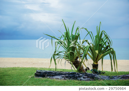Tangalooma Island beach in Moreton Bay. 29750984