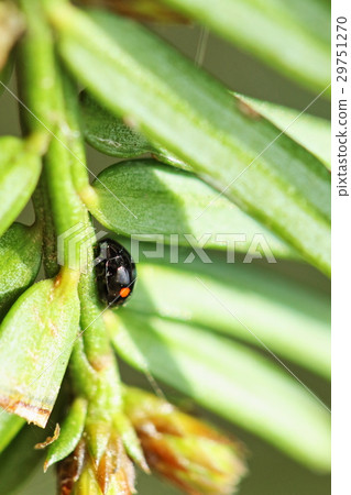 Living thing Insect football lettuce, charming eye that glows blue when sunlight enters Living thing Insect football lettuce, charming eye that glows blue when sunlight enters 29751270