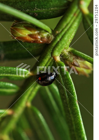 Living thing insects Futakoshi tentou, It seems that there are many cases where you meet spring, but ... (It is personal impression) Living thing insects Futakoshi tentou, It seems that there are many cases where you meet spring, but ... (It is personal impression) 29751284