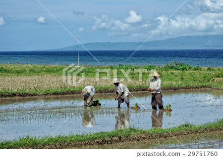 Agriculture in Bali Agriculture in Bali 29751760