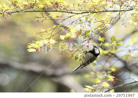 大山雀 大山雀 29751997