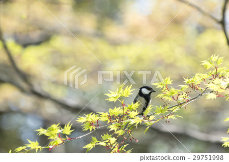 大山雀 大山雀 29751998