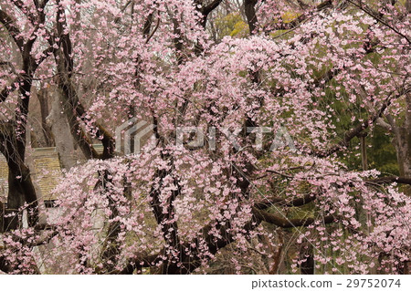 在Rokugien的伙計櫻花 29752074