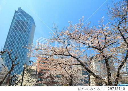 Cherry Blossoms and Tiger's Gate Hills Tower 29752140