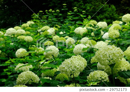 Hydrangea 29752173