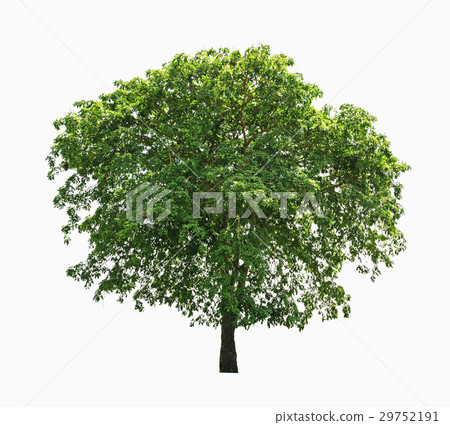 big tree isolate on white backgrouns big tree isolate on white backgrouns 29752191