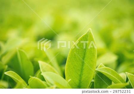 Closeup green leaf in garden under sunlight Closeup green leaf in garden under sunlight 29752231