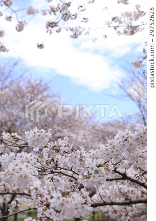 Yoshino cherry tree 29752628