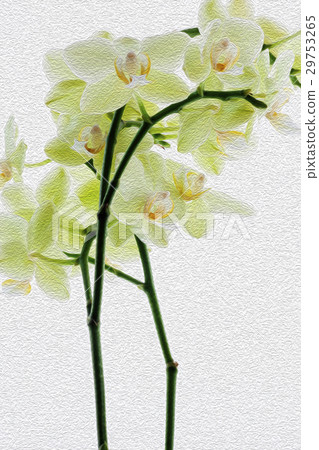 蘭花，君子花，Orchid，蘭、 花,コチョウラン，紳士 flower, Orchidaceae 29753265