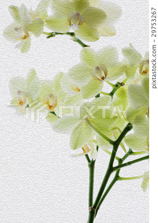 蘭花,君子花,Orchid,蘭、 花,コチョウラン,紳士 flower, Orchidaceae 蘭花,君子花,Orchid,蘭、 花,コチョウラン,紳士 flower, Orchidaceae 29753267