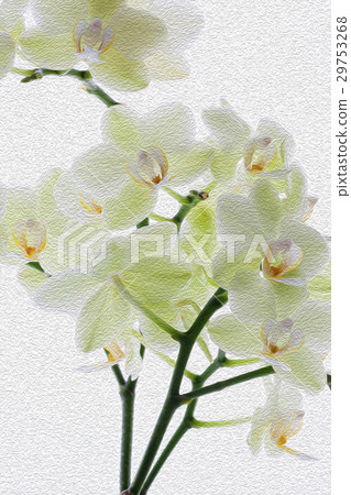 蘭花,君子花,Orchid,蘭、 花,コチョウラン,紳士 flower, Orchidaceae 蘭花,君子花,Orchid,蘭、 花,コチョウラン,紳士 flower, Orchidaceae 29753268