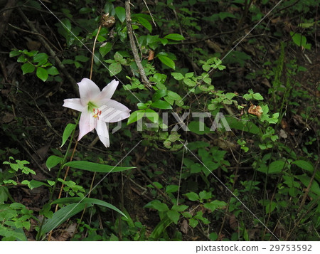 Flowers of Sasa lily (June 2016, Gifu Prefecture) 29753592