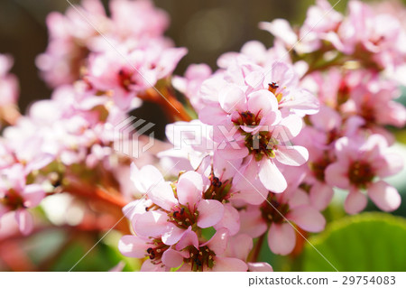 春天，盛開的“喜馬拉雅Yukinoshita”-2 29754083