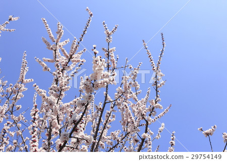 Rose flower 29754149