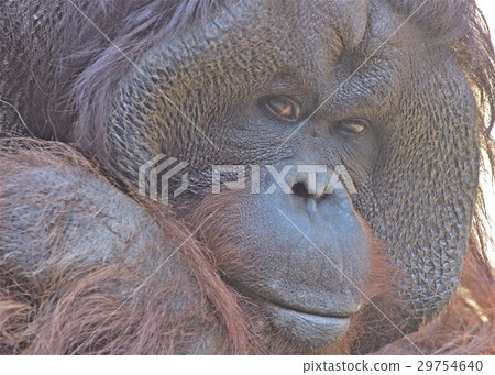 婆羅洲島的猿 29754640