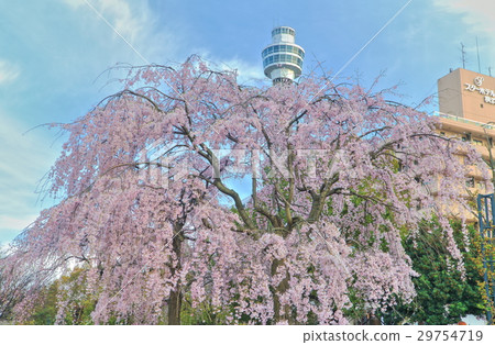 橫濱海洋塔和分支櫻花 29754719
