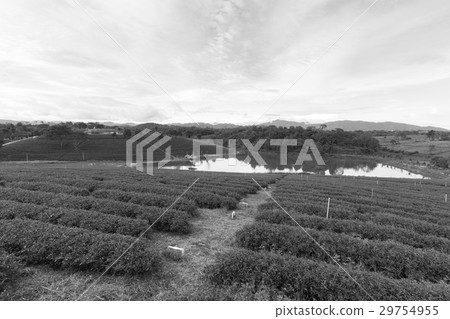 Green tea plantation field over high hill Green tea plantation field over high hill 29754955
