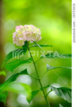 Hydrangea Hydrangea 29755016