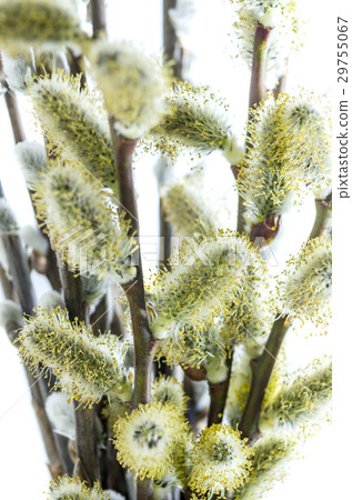 Willow on white background 29755067