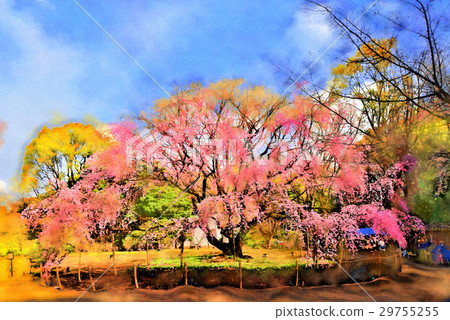 Buddy cherry tree of Rokugien (April) Bunkyo-ku, Tokyo 29755255