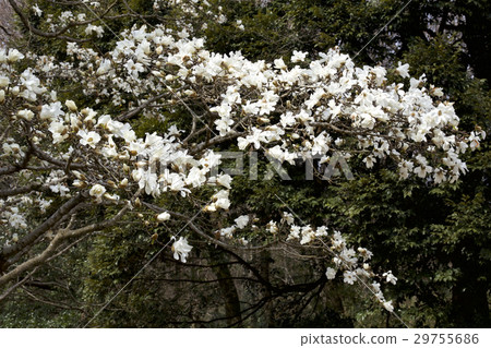 Kobushi在春天開花 Kobushi在春天開花 29755686