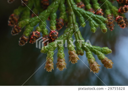Natural plants Hinoki, female flowers and male flowers in early April. The front is a female flower and the back red is a male flower Natural plants Hinoki, female flowers and male flowers in early April. The front is a female flower and the back red is a male flower 29755828