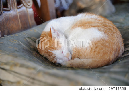 Sleeping little cat 29755866